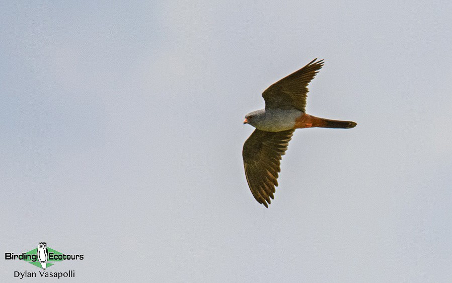 Bulgaria and Romania birding tours