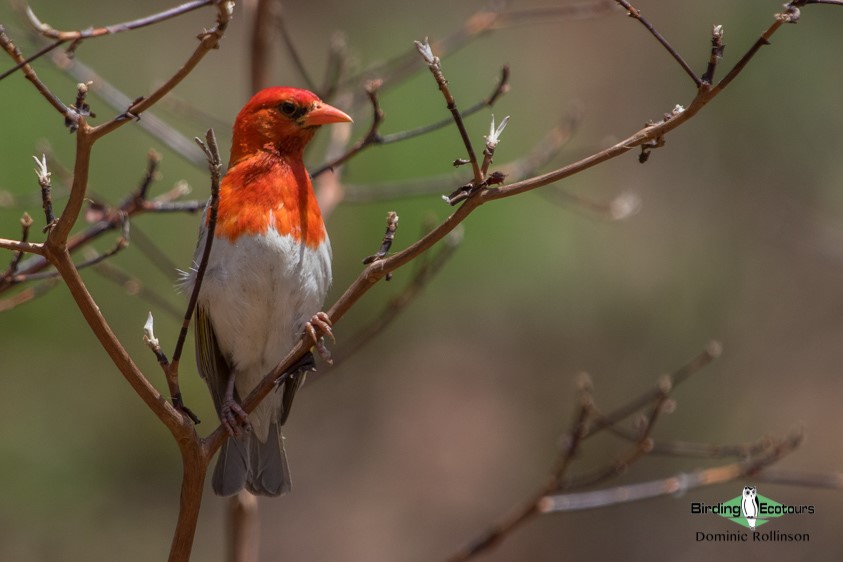 Subtropical South Africa trip report