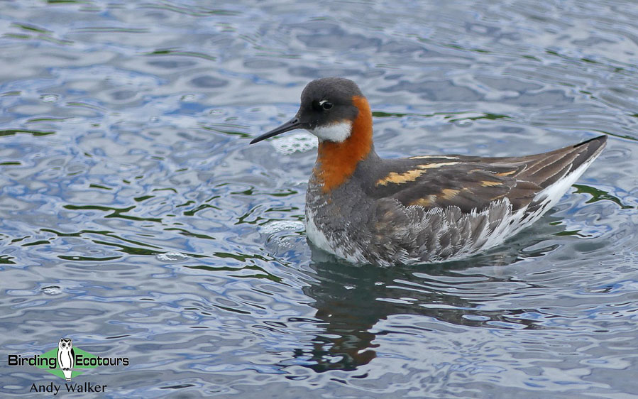 Iceland birding tours