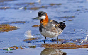 Iceland birding tours