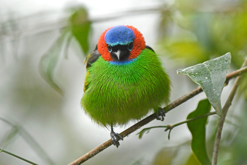 Southeast Brazil - Atlantic Rainforest birding tours