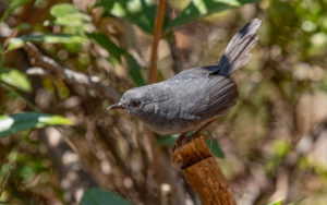 Cerrado endemics, Brazilian Merganser and Maned Wolf birding tours