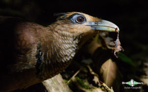 Best of Panama birding tours