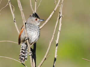 Cerrado endemics, Brazilian Merganser and Maned Wolf birding tours