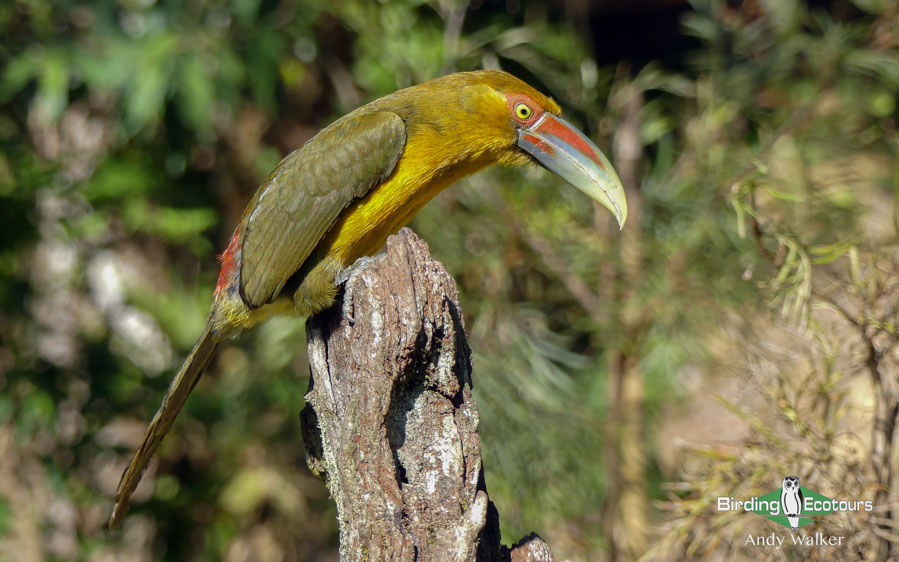 Southeast Brazil - Atlantic Rainforest birding tours