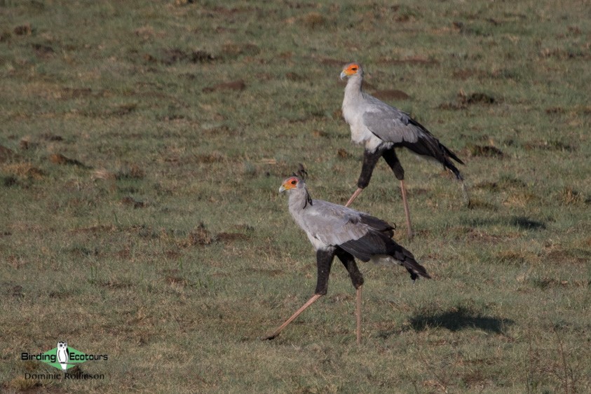 Subtropical South Africa trip report