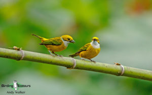 Best of Panama birding tours