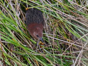 Northern Madagascar birding tours