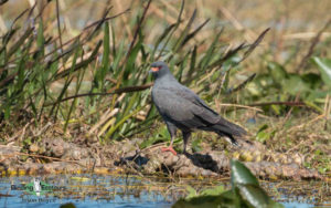 Best of Brazil birding tour
