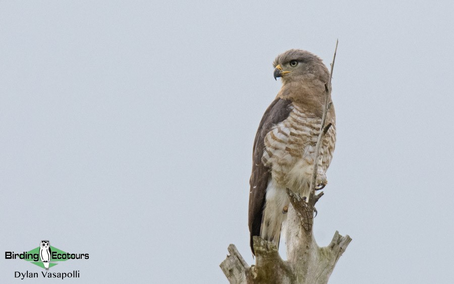 Subtropical South Africa birding tours