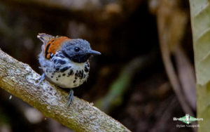 Wild Western Panama birding tours