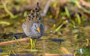 Bulgaria and Romania birding tours