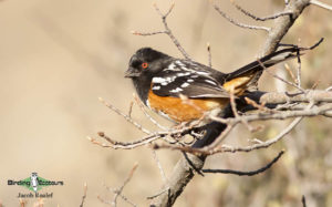 Northern Arizona birding tours