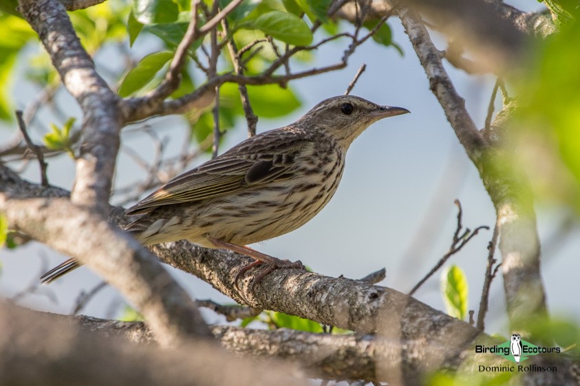 Subtropical South Africa trip report