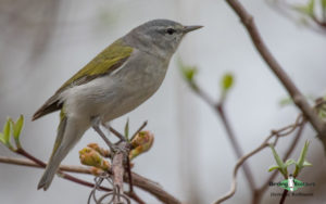 Ohio birding tours