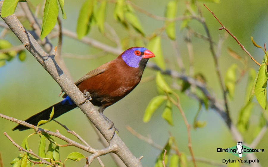 Subtropical South Africa birding tours