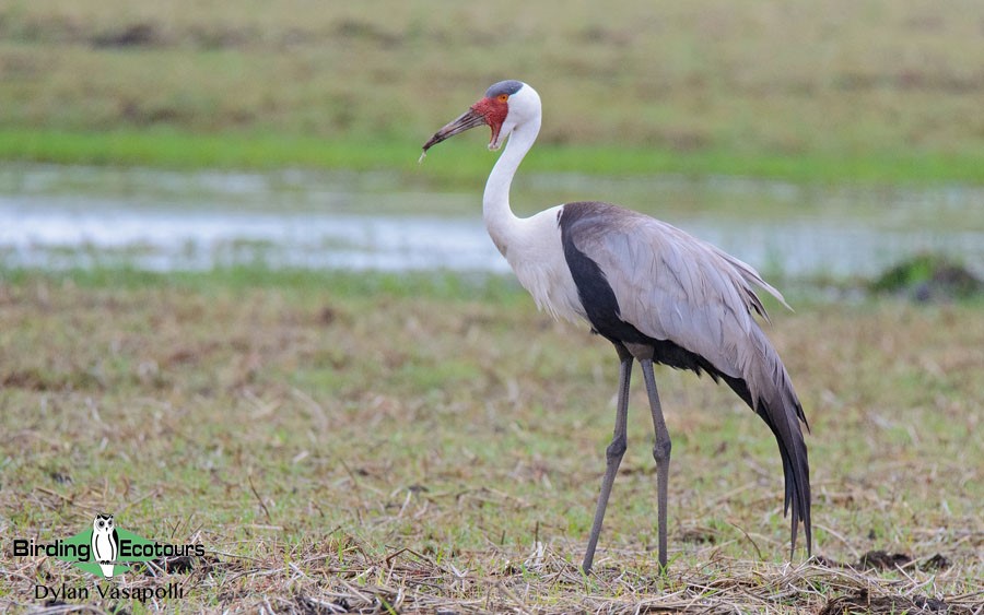 Subtropical South Africa birding tours