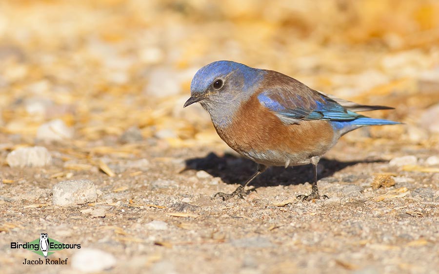 Northern Arizona birding tours