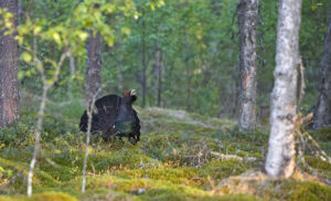 France birding tours