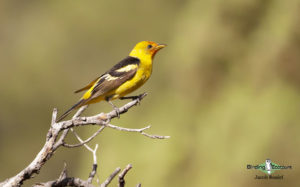 Northern Arizona birding tours