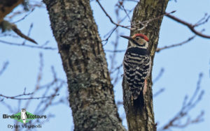 Danube Delta birding tours