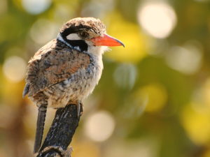 Cerrado endemics, Brazilian Merganser and Maned Wolf birding tours