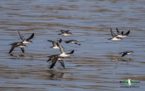 Danube Delta birding tours