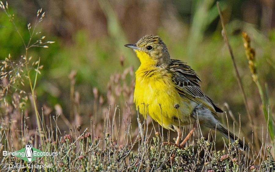 Subtropical South Africa birding tours