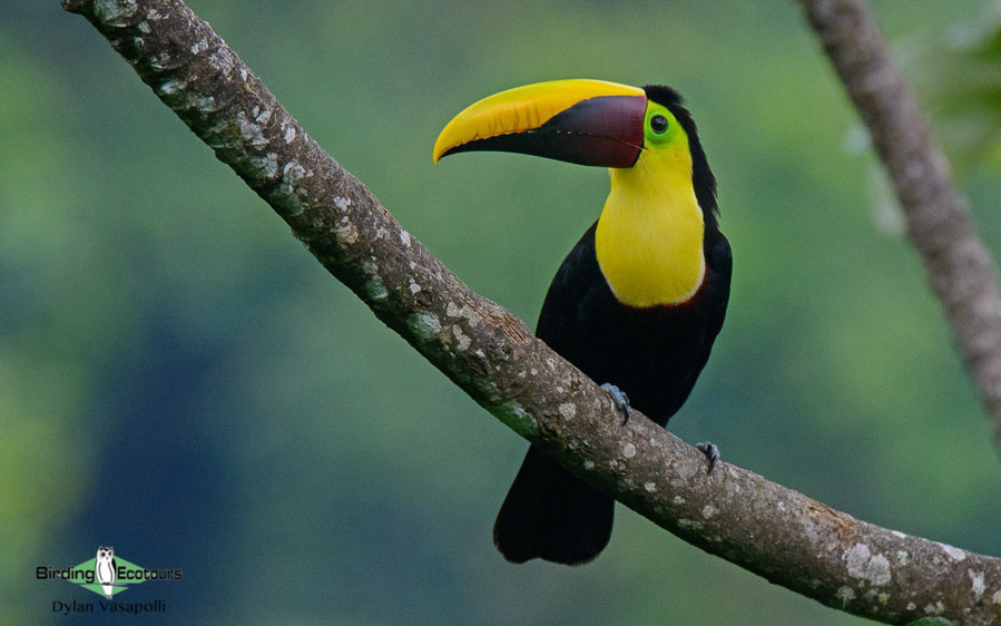 Panama birding tours