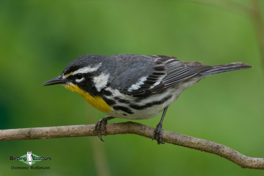 Ohio Birding Tour Eastern Warblers & Spring Migration Spectacular