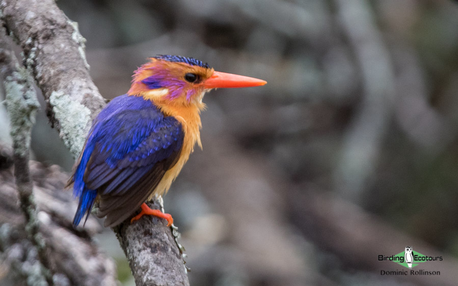 Okavango birding tours