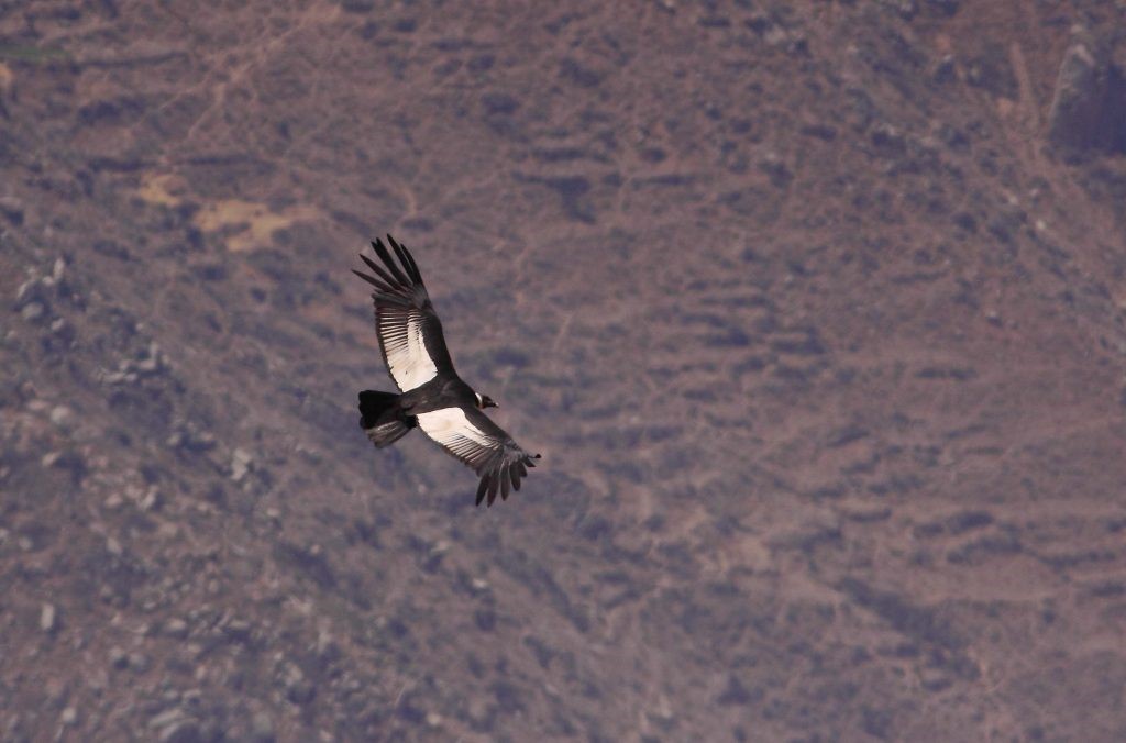 Northern Ecuador birding tours