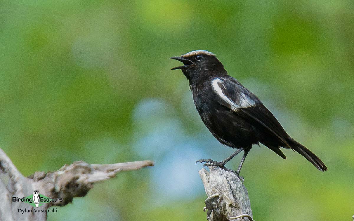 Okavango birding tours