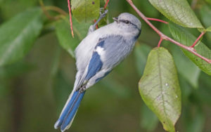 Mongolia birding tours