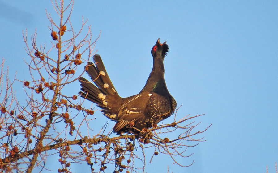 Mongolia birding tours