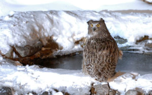 Japan birding tour