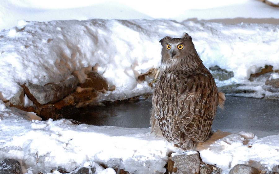 Japan Winter Birds
