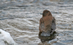 Japan birding tour