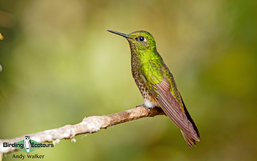 Northern Ecuador birding tour