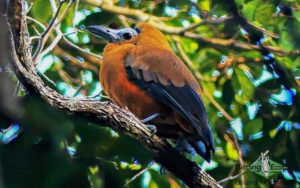 Guyana birding tours