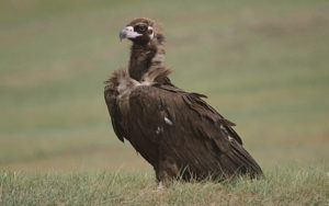 Mongolia birding tours