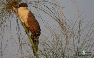 Okavango birding tours