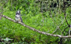 Japan birding tour