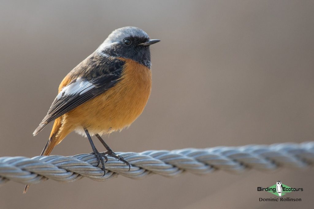 Japan Winter Birds