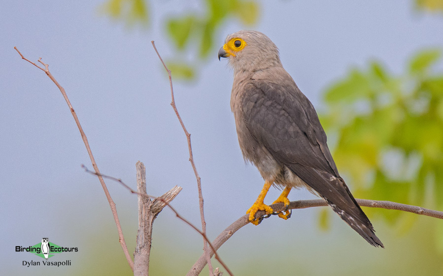 Okavango birding tours