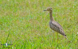 Guyana birding tours