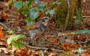 Japan birding tour