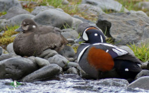 Japan birding tours