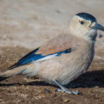 Mongolia birding tours
