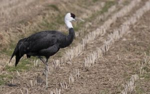 Japan birding tour